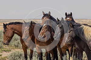 Wild Horses in Summer in the Wyoming Desert