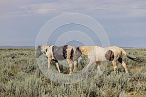 Wild Horses in Summer in the Wyoming Desert