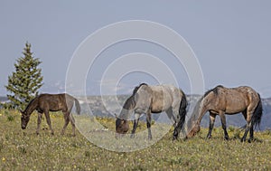 Wild Horses in Summertime in the Pryor Mountains Montana