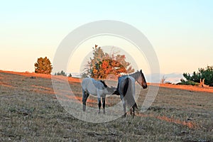 Wild Horses at sunset - Blue Roan Colt nursing his Blue roan mare mother on Tillett Ridge in the Pryor Mountains of Montana USA