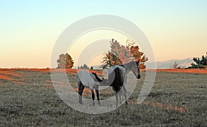 Wild Horses at sunset - Blue Roan Colt nursing his Blue roan mare mother on Tillett Ridge in the Pryor Mountains of Montana USA