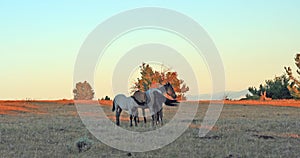 Wild Horses at sunset - Blue Roan Colt nursing his Blue roan mare mother on Tillett Ridge in the Pryor Mountains of Wyoming USA