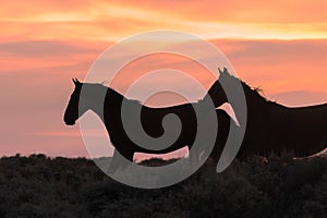 Wild Horses at Sunset in the Desert