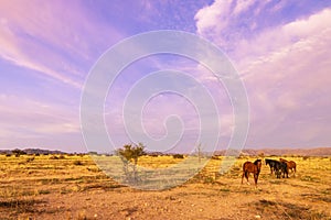 Wild horses at sunset in the veld