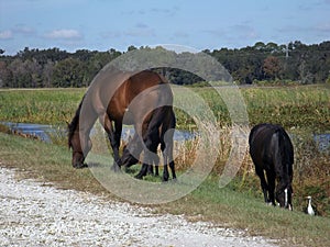 Wild Horses Sweetwater Wetlands Gainesville Florida