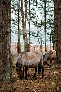 Wild horses in their pastureland in the woods near Engure lake in Latvia