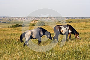 Wild Horses in Theodore Roosevelt National Park photo