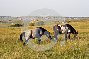 Wild Horses in Theodore Roosevelt National Park