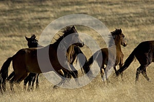 Wild horses about to run