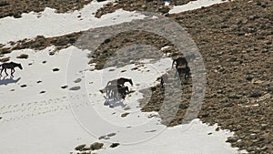 Wild Horses in Treeless Snowy Mountain