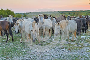 Wild Horses at Twilight on Mostarsko Plateau