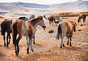 wild horses in the united states praire photo