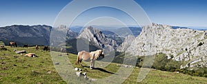 Wild horses at Urkiola Park