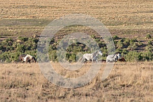 Wild Horses in the Utah Desert