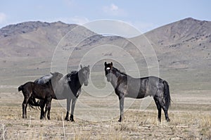 Wild Horses in the Utah Desert in Spring