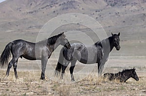 Wild Horses in the Utah Desert in Spring