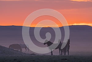 Wild Horses in the Utah Desert at Sunset