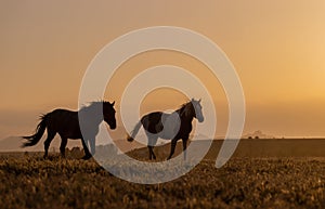 Wild Horses in the Utah Desert at Sunset in Springtime photo