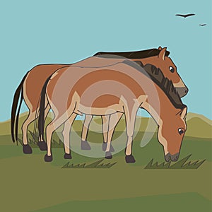 Wild horses vector cartoon