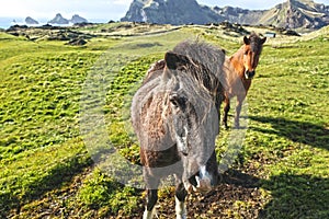 Wild horses at Vestmannaeyjar in Iceland