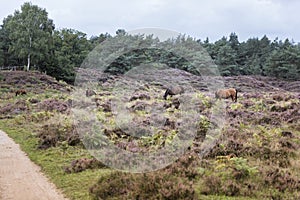 Wild horses from viewpoint De Valenberg, in natrure reserve Planken Wambuis photo