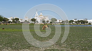 wild horses in the village of el rocio, huelva photo