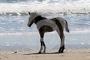 Wild horses walking along the beach in Corolla, North Carolina