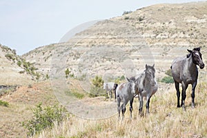 Wild horses walking contours of arid landscape 