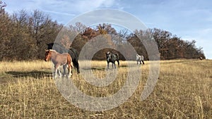 Wild horses walking on field