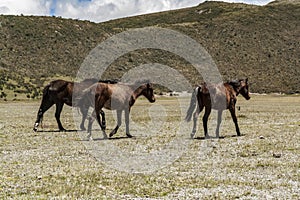 Wild horses walking in a national park