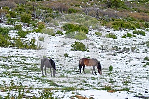 Wild Horses Grazing after a Storm photo