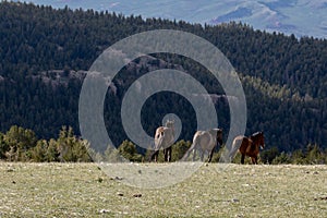 Wild horses in the western mountains of the USA