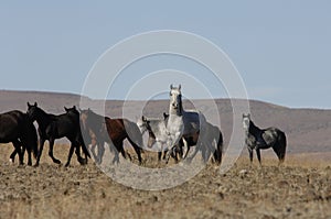 Wild horses in wide open places