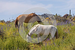 Wild Horses in the Arizona Desert in Springtime