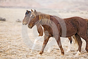 Wild horses of Wyoming