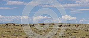 Wild Horses in the Wyoming Desert