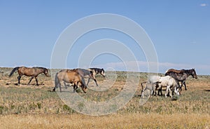 Wild Horses in the Wyoming Desert