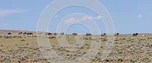 Wild Horses in the Wyoming Desert in Summer