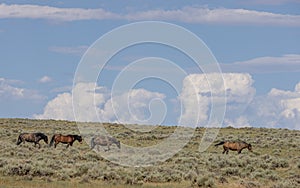 Wild Horses in the Wyoming Desert in Summer