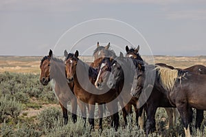 Wild Horses in the Wyoming Desert in Summer