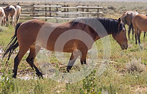 Wild Horses in the Wyoming Desert in Summer