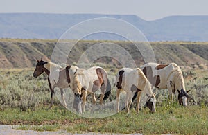 Wild Horses in the Wyoming Desert in Summer