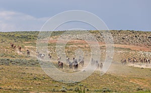 Wild Horses in the Wyoming Desert in Summer