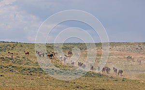 Wild Horses in the Wyoming Desert in Summer