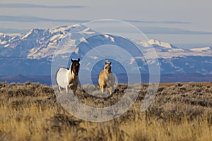 Wild horses mustangs Wyoming snow capped mustang horse mountains photo