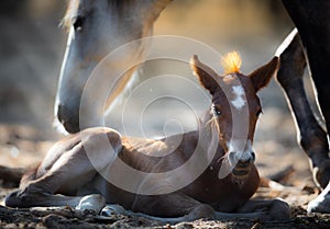 Wild Horses, Mother and Foal Mustangs in Salt River, Arizona photo