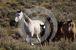 Wild horses and young colt