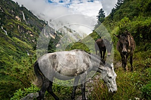 wild hourses of himalaya nepal tibet in to the wild valley of the mountains