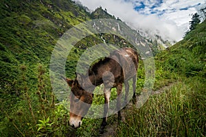wild hourses of himalaya nepal tibet in to the wild valley of the mountains