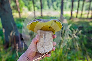 Wild and huge Boletus Porcini mushroom freshly harvested in forest with shallow depth of field and blurry natural background